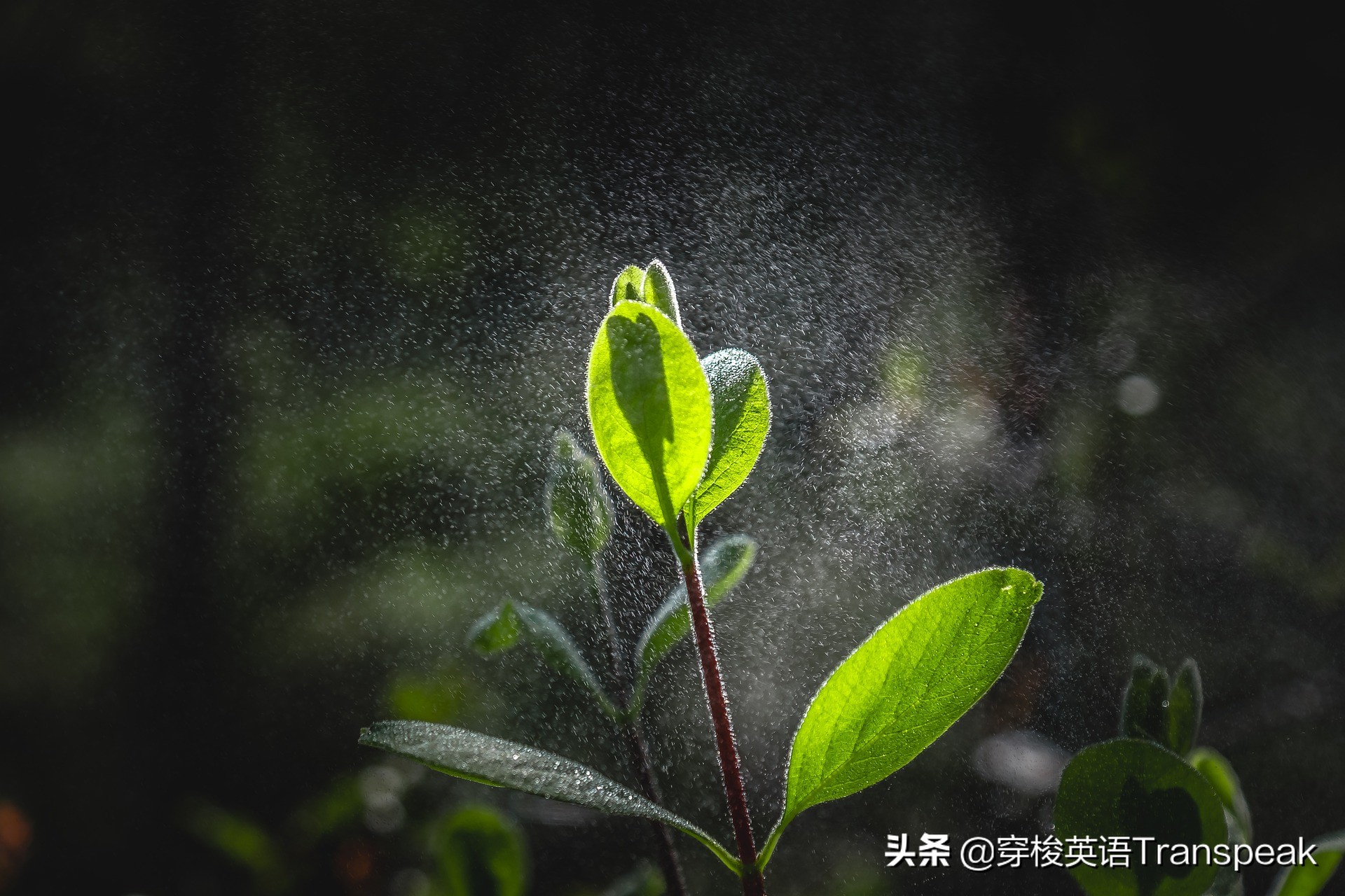 fallingafinerain难道是下了一场好雨？