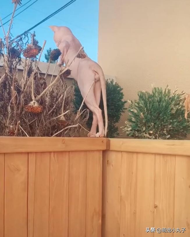 无毛猫趴在阳台看风景,性感身材一览无余,网友:好美的腿