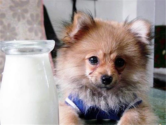 狗狗可以喝生牛乳的奶吗,幼犬狗狗可以喝纯牛奶吗