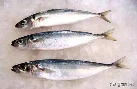 南澳渔民出海最常见的50种海鱼，都吃过，你就能退休了！