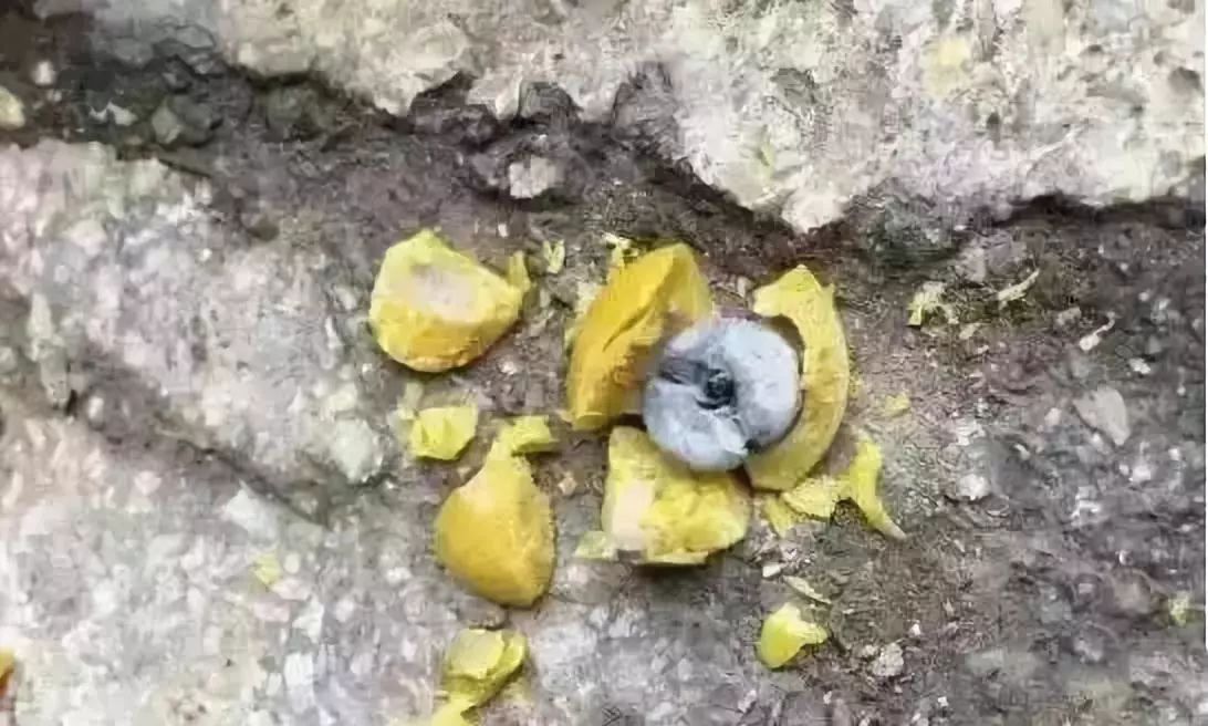 *藏西**捡漏收的大克数老蜜蜡，砸开后为何是个冒牌货儿？