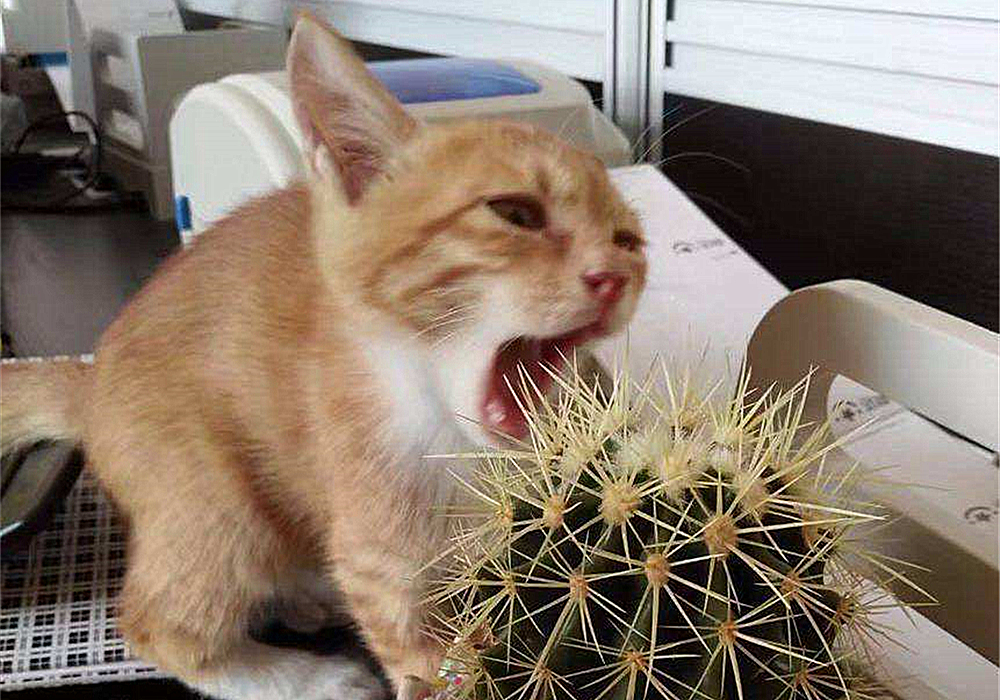 五个月猫咪有没有饱腹感,猫咪有饱腹感吗