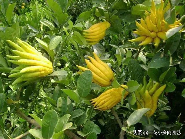 365种·常见花卉图谱，观果和多肉植物收藏篇