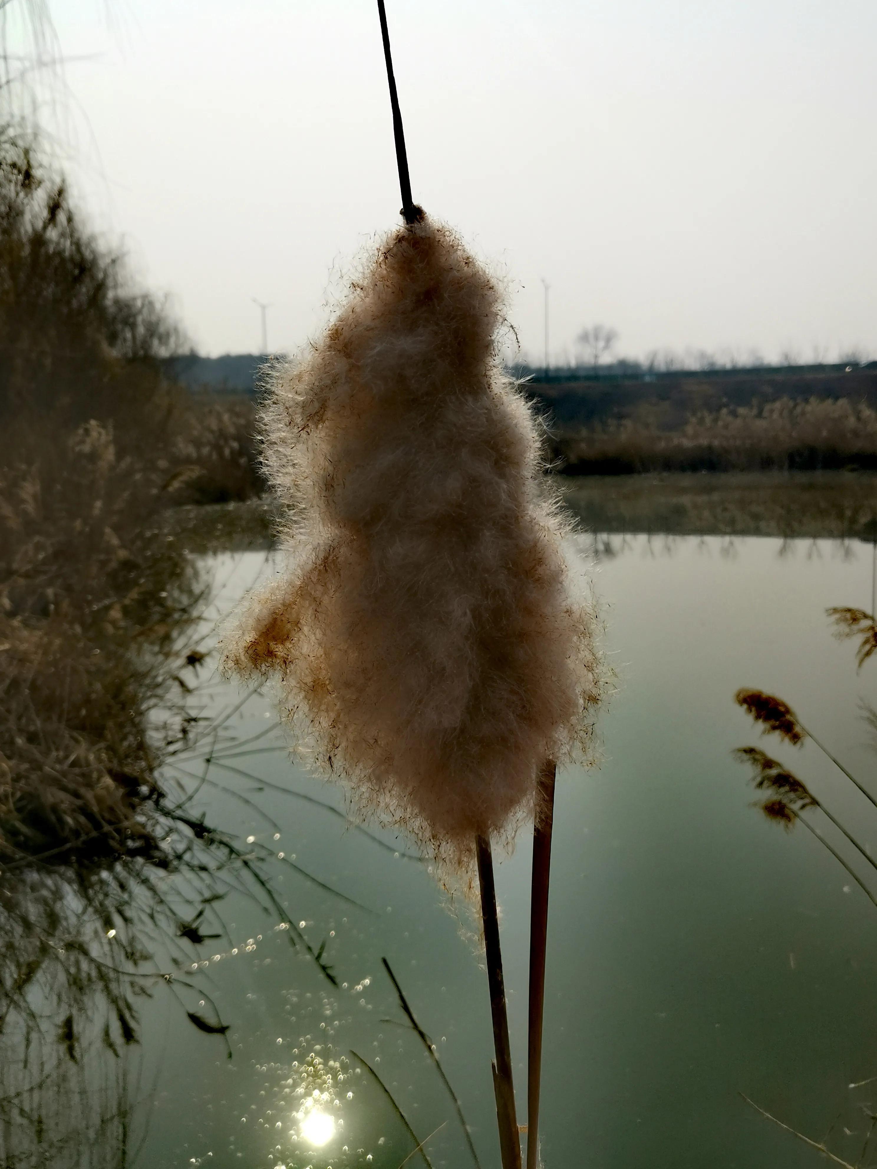 大年初一逛栎阳湖湿地公园,柳色遥看近吐绿,春归石川河!