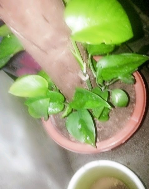 绿萝冻伤叶子发黄怎么救,绿萝叶子冻伤掉完了就剩藤条了