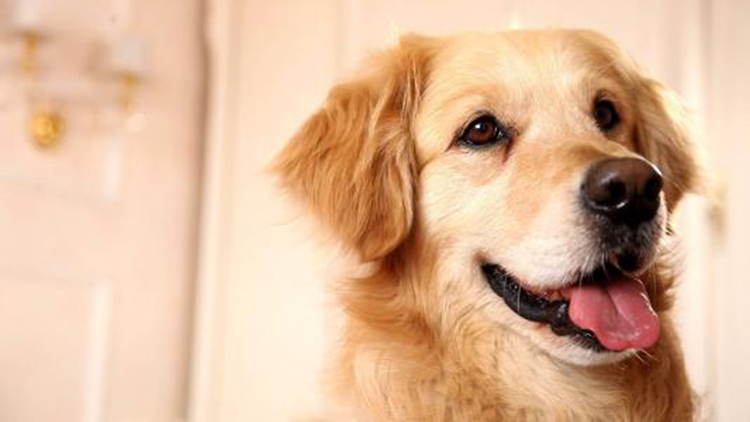 拥有这5个特征的狗狗很难养熟,拥有一只金毛犬是怎样的体验
