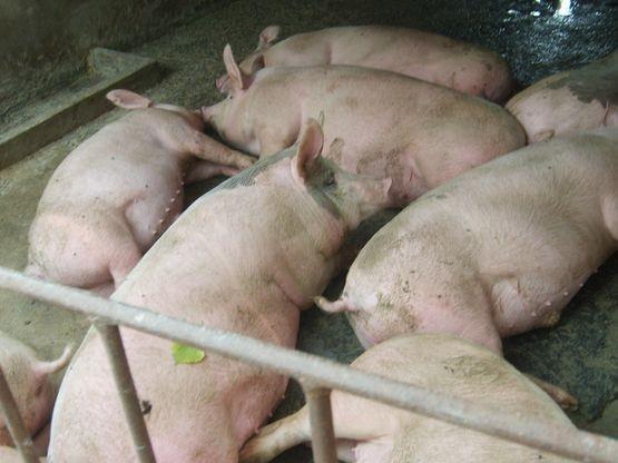 死猪腹部出现紫色斑点是什么原因,病死猪是什么病