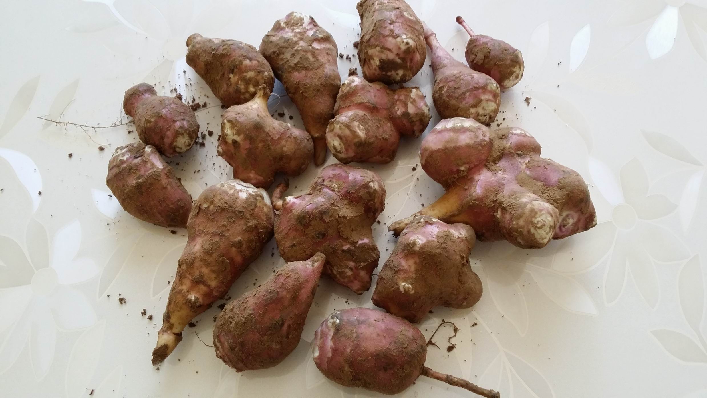 与加拿大一枝黄花齐名的菊芋，在中国却未能泛滥成灾，吃成美食？