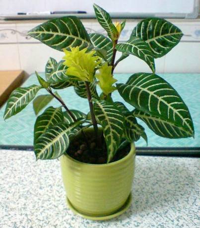 养花新手老养死花,献给那些总把花养死的人