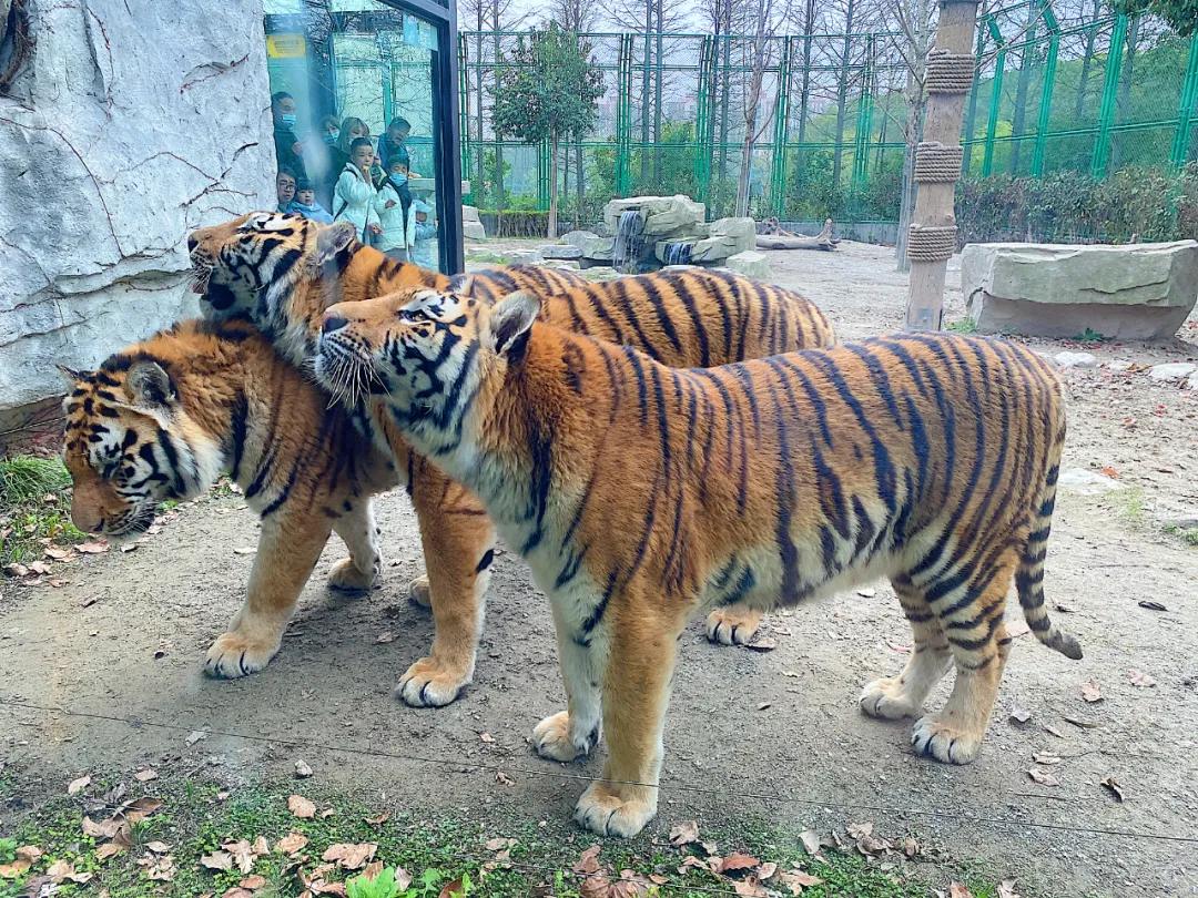 上海野生动物园旅游攻略路线推荐,上海野生动物园旅游攻略50字