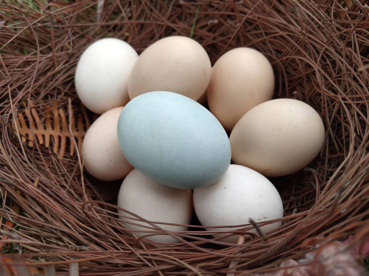 土鸡蛋必须是土鸡吗,土鸡蛋才是精华