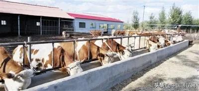 宗文俊:小康路上的“养牛女状元”