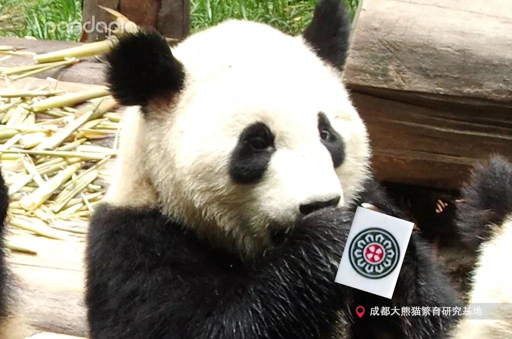 四川熊猫麻将怎么才能赢,打熊猫麻将的诀窍