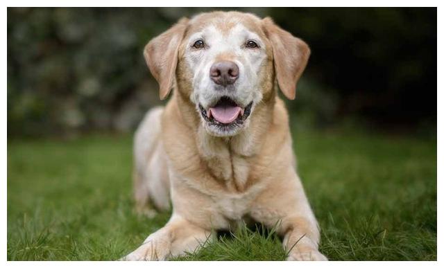 狗狗厌食吃什么狗粮,狗狗宁愿饿着也不吃狗粮怎么办
