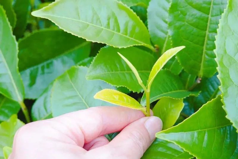 好茶的辨别方法,好茶怎么辨别真假