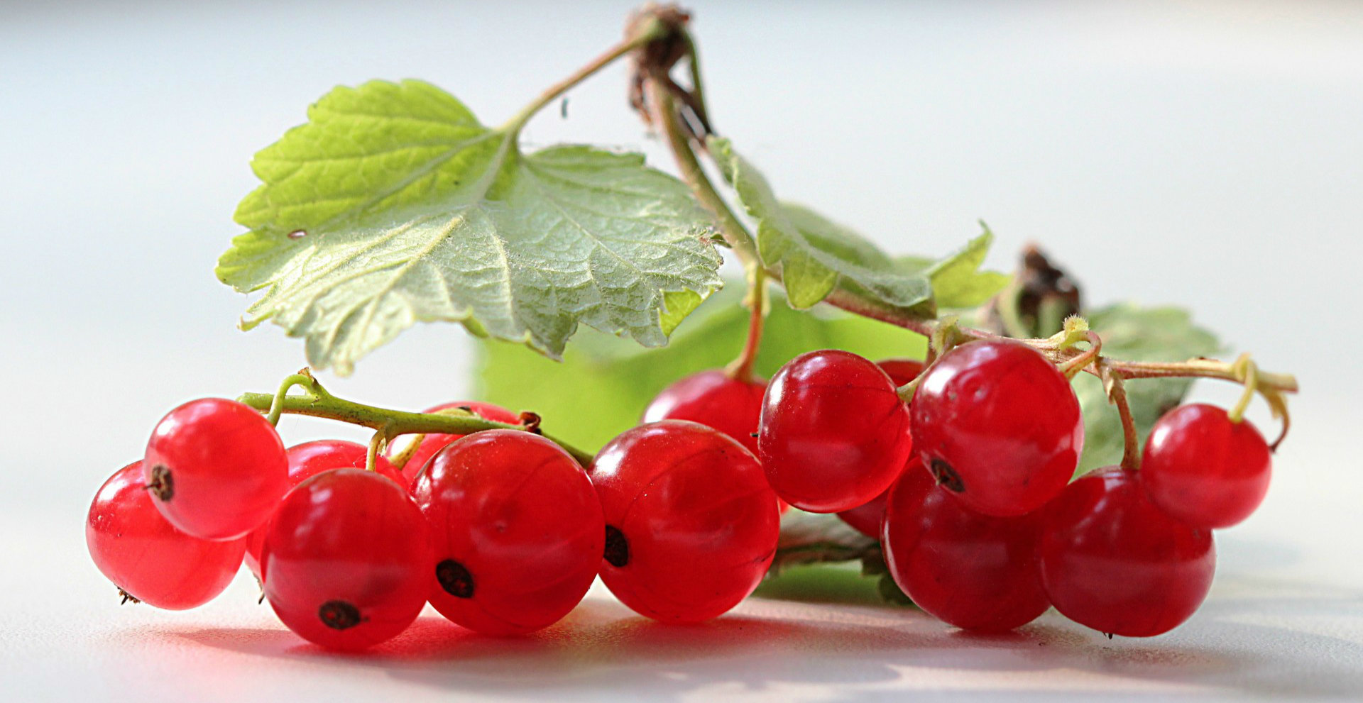 缅甸十大名贵水果,十大名贵水果有哪些
