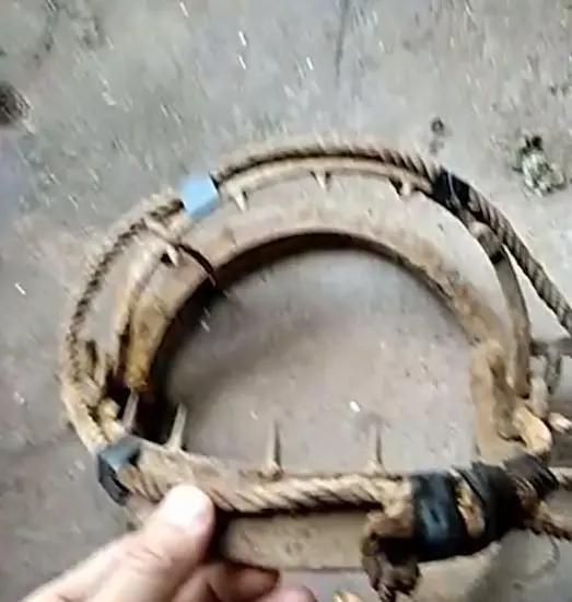 韶关一男子“放夹子”捕野猪，结果把自己捕进“牢笼”