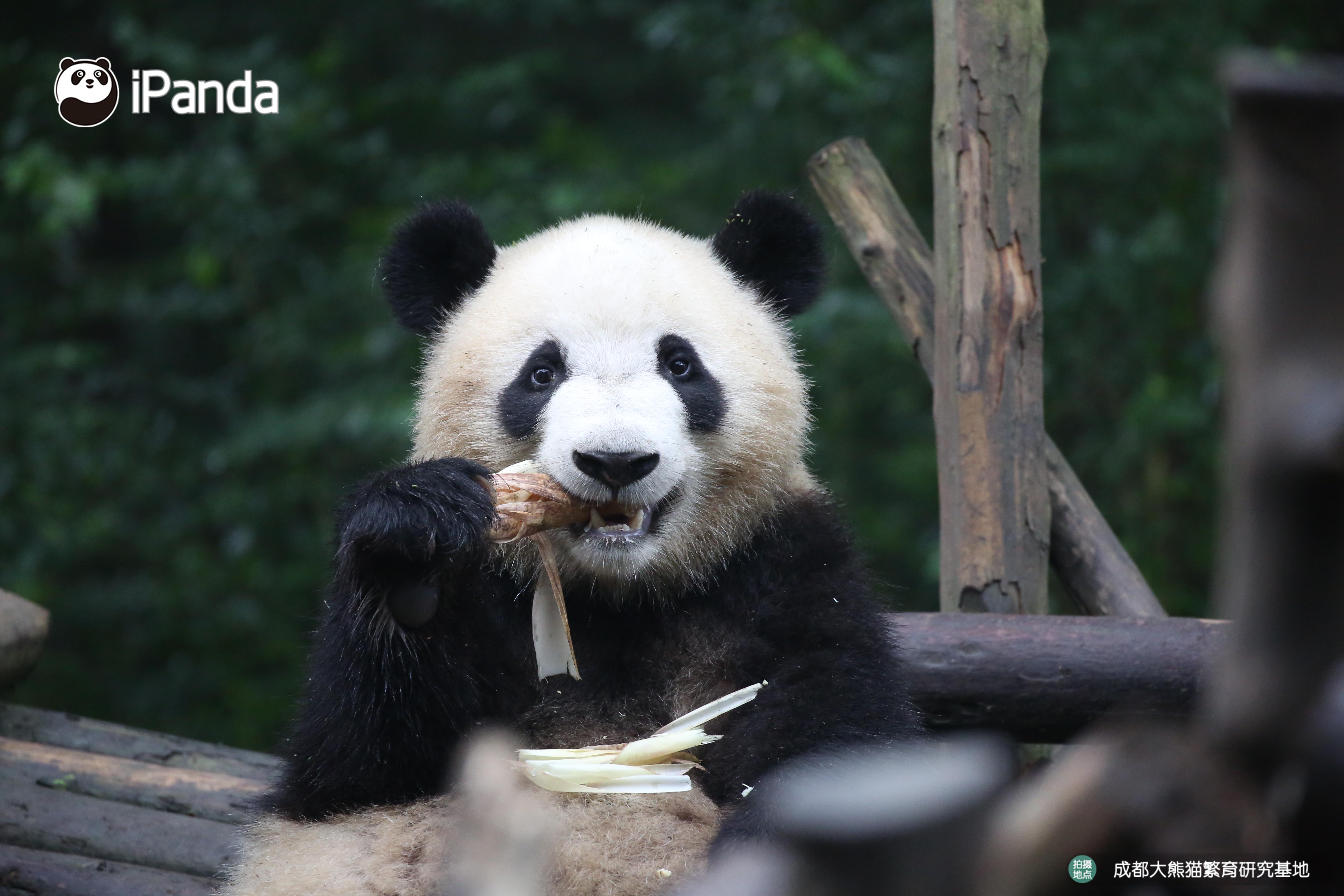 好看的熊头像,好看的熊娃娃