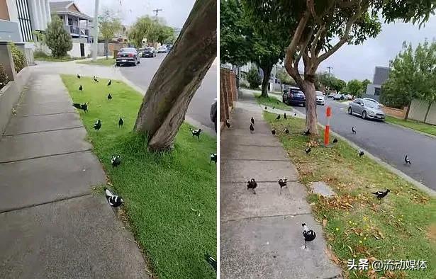 狗子学瘸腿主人走路,狗子学瘸腿主人走路反被揍