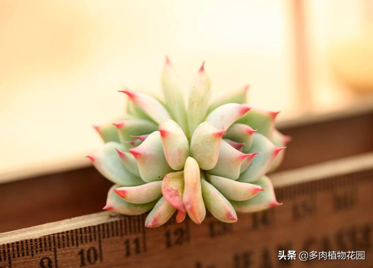 吉娃娃很瘦怎么办,吉娃娃这么丑为什么还要养