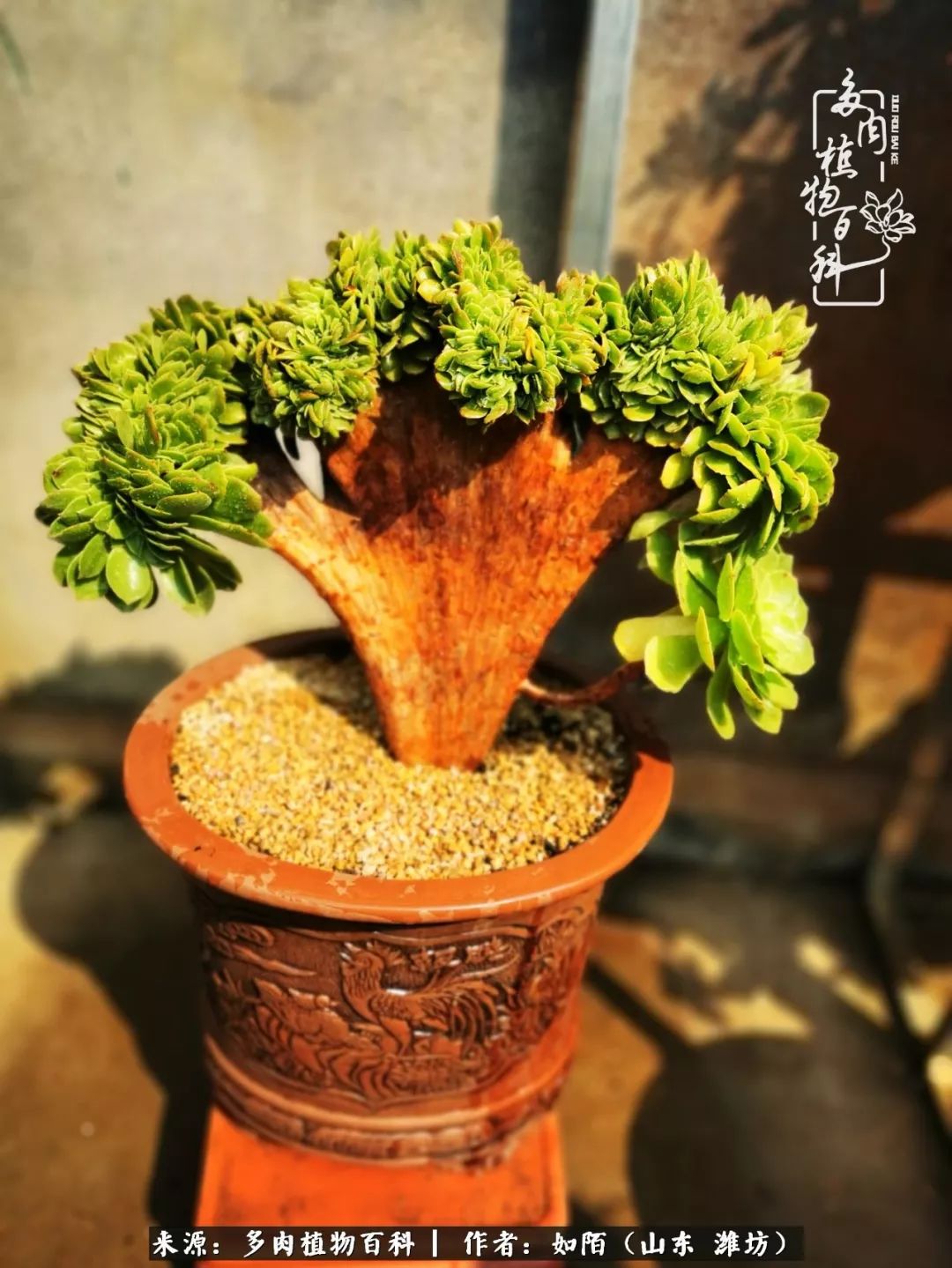 凤凰涅槃，浴火重生！多肉法师圣斗士们的秋天！（附养护经验）