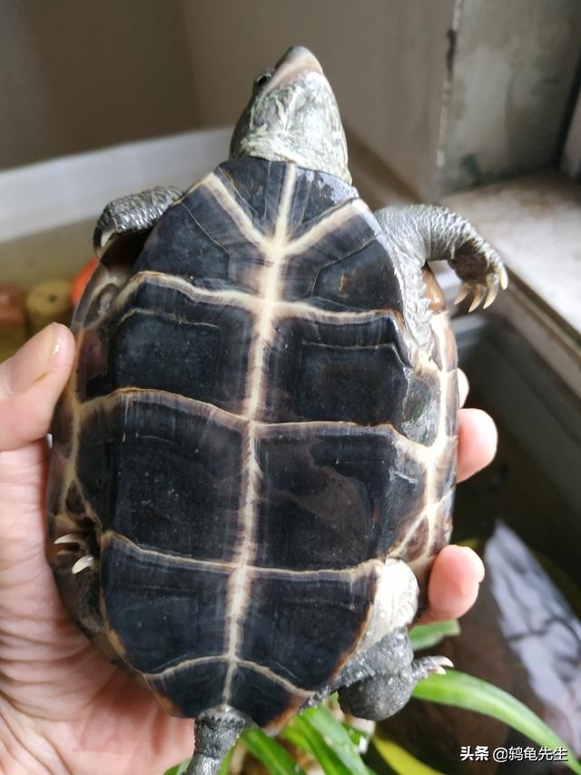 乌龟冷水冬眠和泥土冬眠哪个好,深水乌龟冬眠的正确方法图解