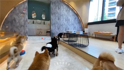 豆柴犬幼犬直播,豆柴是一只非常可爱的小狗