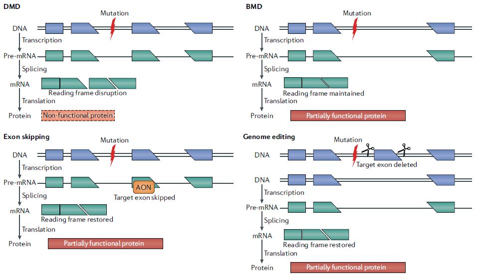 dmd药物最新消息,dmdai新药