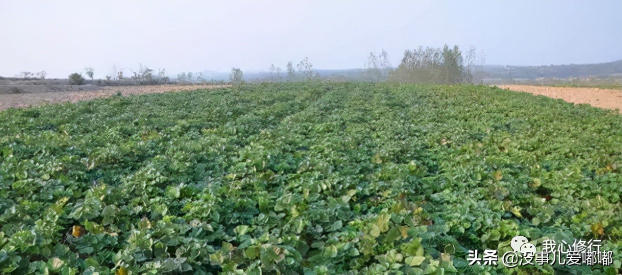 正宗红薯粉条,怎样下红薯粉条