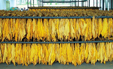 烟特别干怎么能再恢复,烟丝烟叶干燥怎么加湿