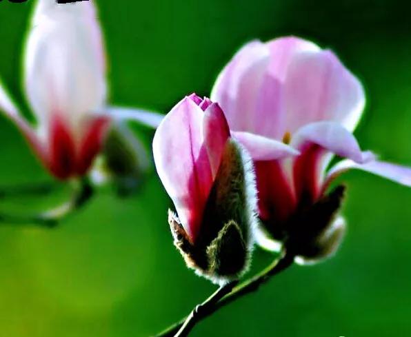 望春玉兰～早春先叶开放，花色素雅，美丽壮观