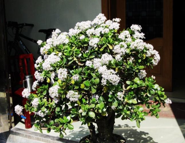 玉树怎么养才能长得快叶子翠绿,玉树光照太强叶片发软怎么补救