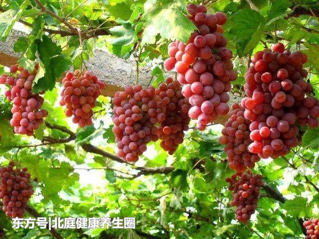 别再乱吃虾了,这样吃就如同吃“*霜砒**”,赶紧告诉家人吧