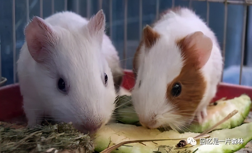 我家养了两只天竺鼠，同事却要把家里的猫送给我