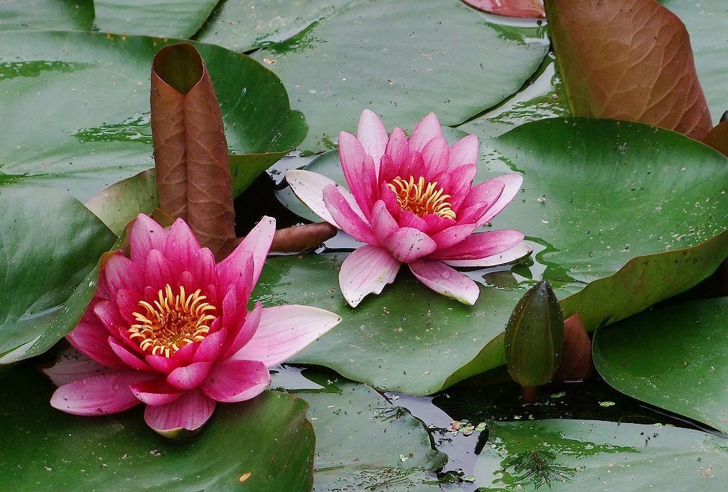 睡莲在室内如何养护才能快速开花,睡莲适合在太阳下养吗