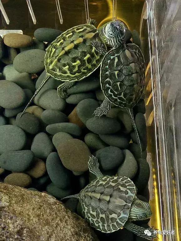 家养中华花龟怎么养,中华花龟新手饲养多少厘米的