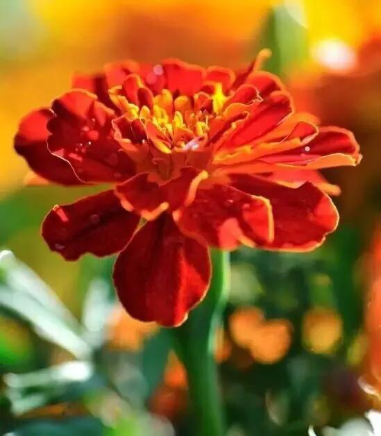 孔雀草叶,孔雀草花色艳丽