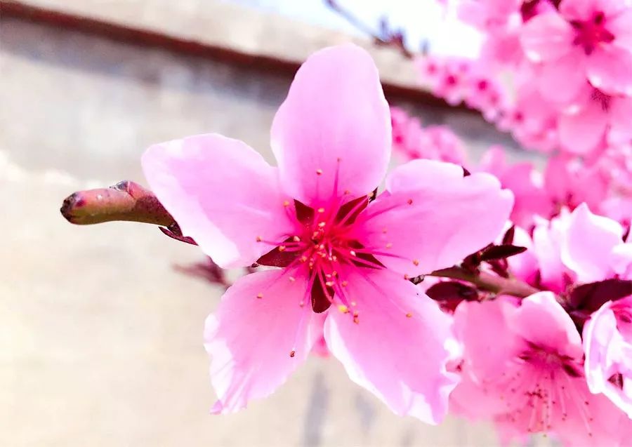 桃花开儿童画,桃花开燕归来的儿童画教案