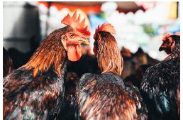 养鸡喂什么药鸡长快又强壮不生病,养殖鸡喂什么食物最容易长肉