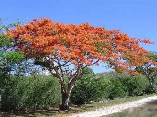各国国花展示视频,各国国旗国徽国花