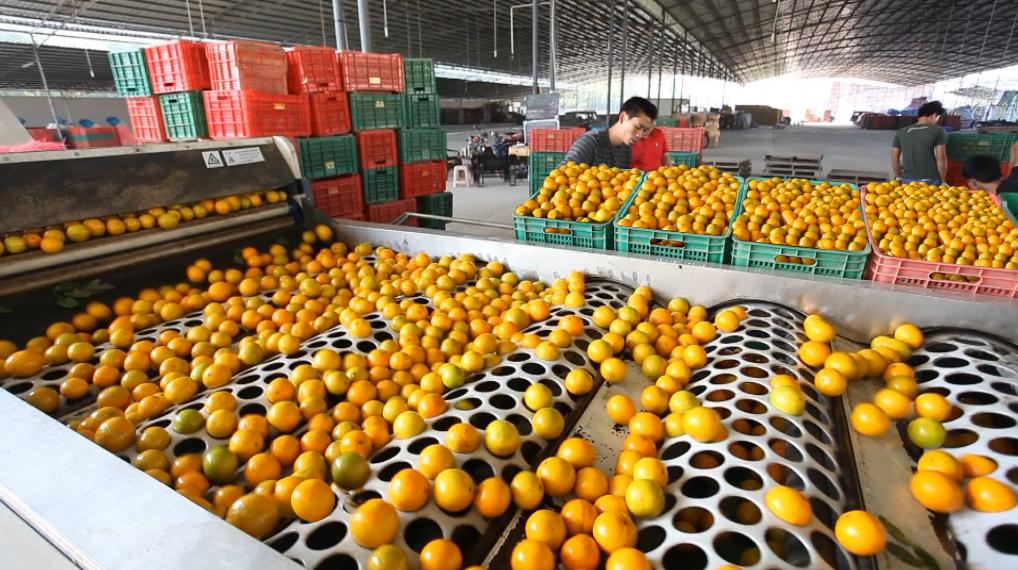 种20亩新会柑一年赚多少钱,回乡创业种植柑橘