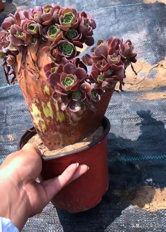 养法师的十大技巧,养法师怎么样施肥