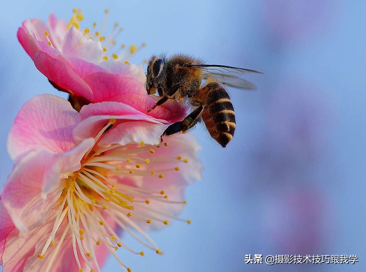 拍梅花怎么拍照片出高级感,拍梅花照片的技巧与方法