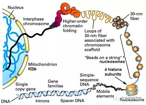 细胞的亚显微结构,细胞亚显微结构模型