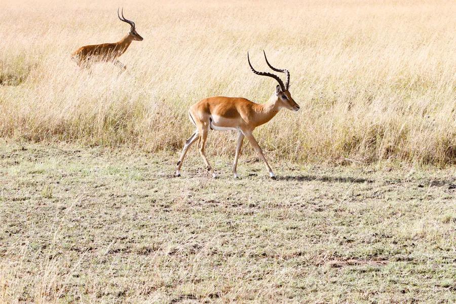 只为一串佛珠，他活剥了我妈的皮：人心有多可怕，你根本想象不到