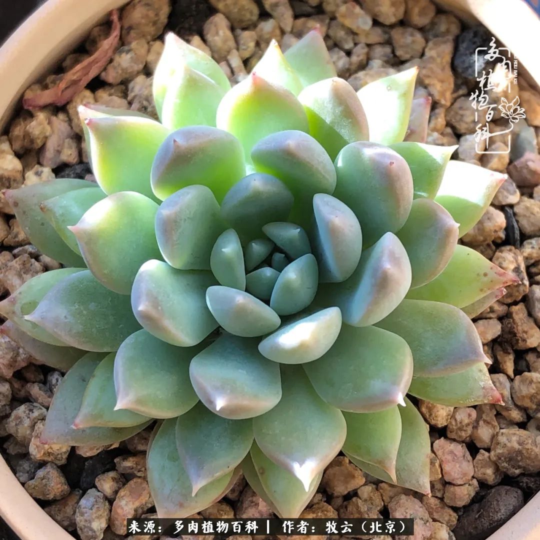 多肉植物一样的生机勃勃,多肉生活充满诗意