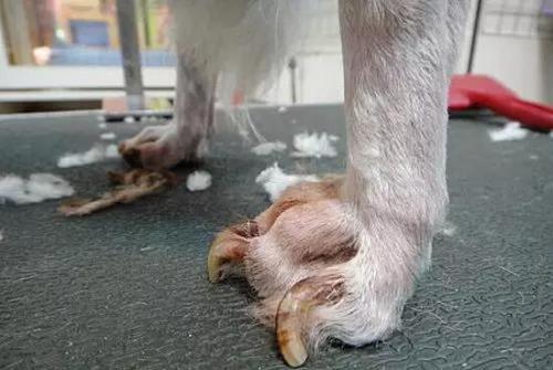 剪破狗狗指甲怎么处理,狗狗修剪指甲狗狗的反应