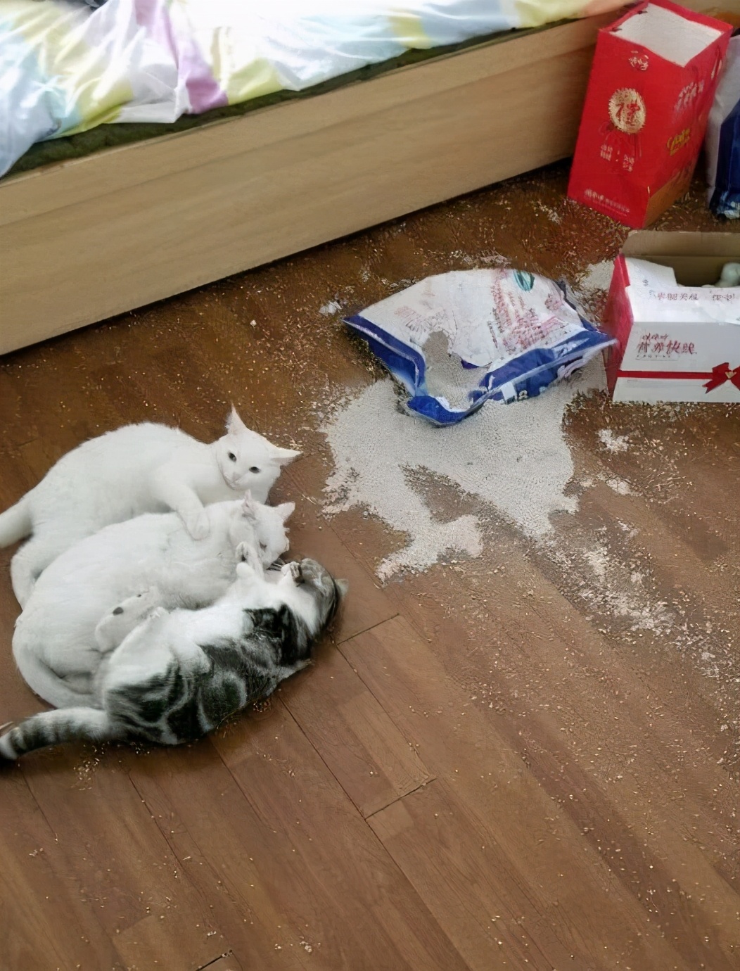 揭秘那些养猫谣言是真的吗,养猫的十大迷惑行为