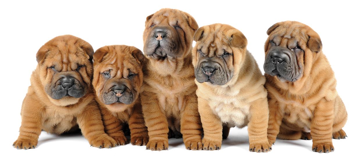 黑白花四眼宠物狗是什么品种,宠物狗智商排名前十名的品种