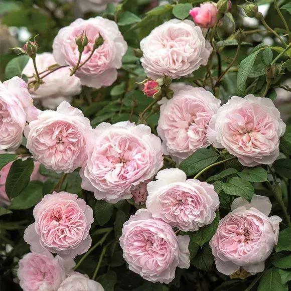 藤本月季秋季怎么修剪才会花墙,最丰花多季开花的藤本月季